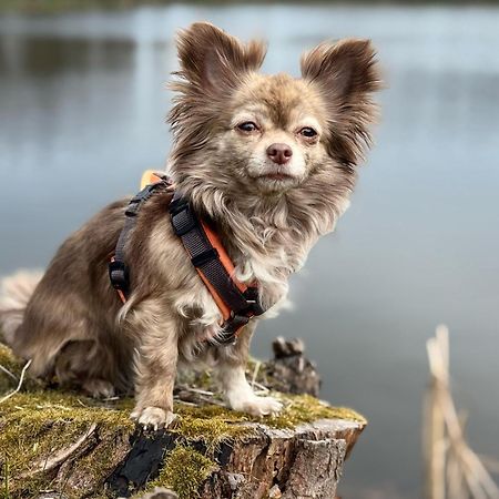 Tiny House - Auszeit im Wald am Badesee Tanna Exterior foto