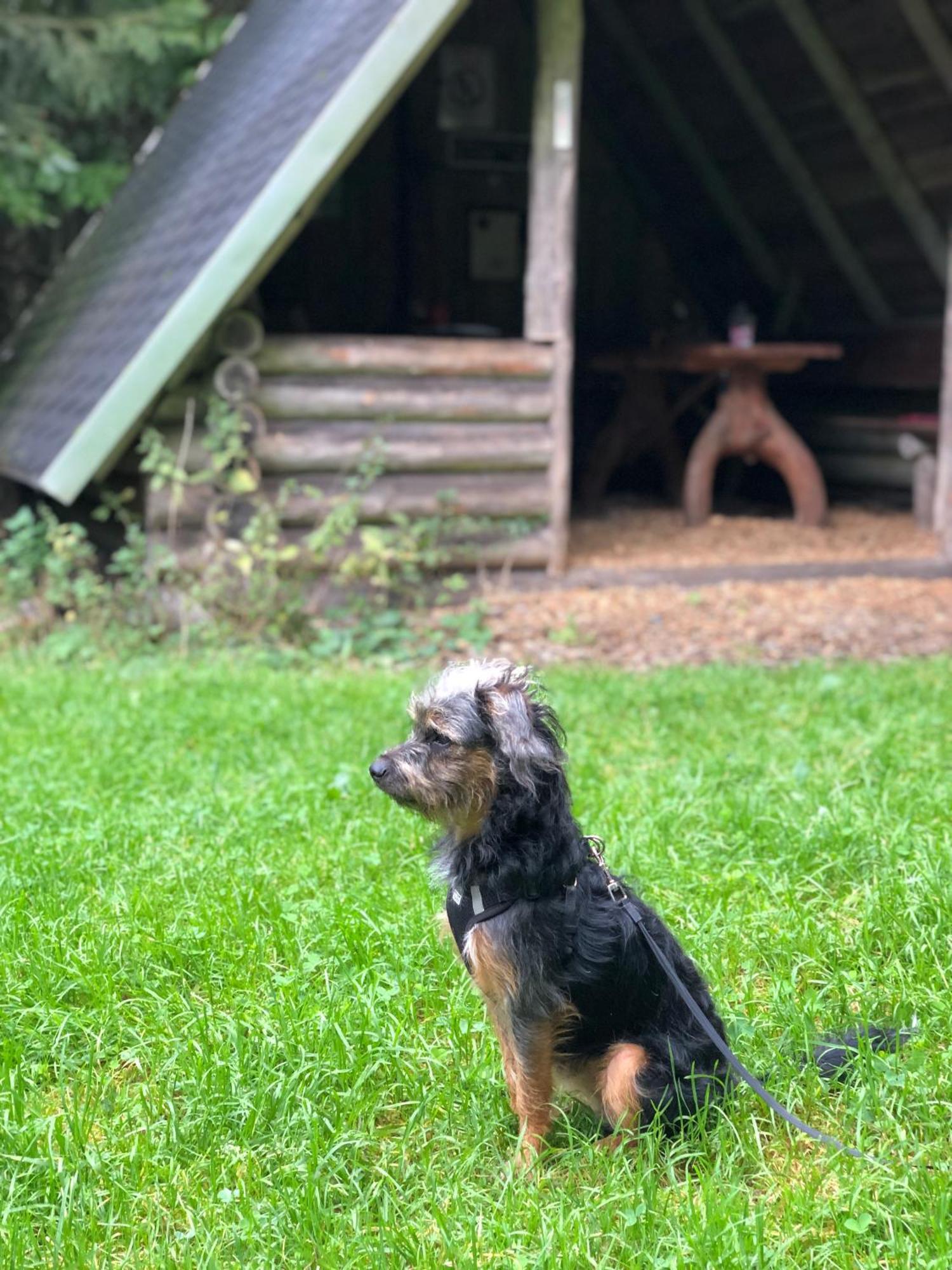 Tiny House - Auszeit im Wald am Badesee Tanna Exterior foto